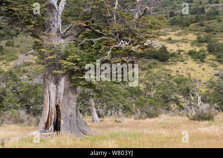 Lenga faggio (Nothofagus pumilio) Parco Nazionale Torres del Paine, Cile, Marzo. Foto Stock
