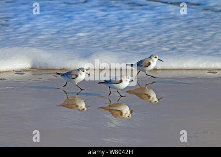 Sanderlings (Calidris alba) che corre lungo la tideline, Norfolk, Inghilterra, Regno Unito, febbraio. Foto Stock