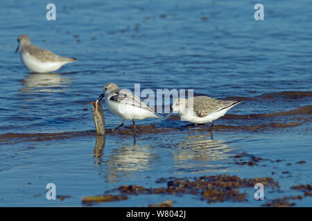 Sanderling (Calidris alba) alimentazione sui gusci di rasoio lungo la tideline, Norfolk, Inghilterra, Regno Unito, febbraio. Foto Stock