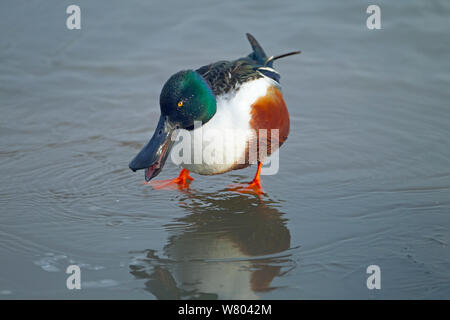 Mestolone (Anas clypeata) drake in ghiaccio coperto creek, Titchwell, Norfolk, Inghilterra, Regno Unito, febbraio. Foto Stock