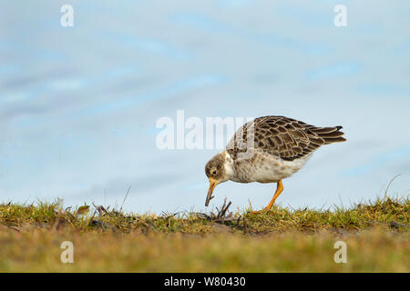 Maschio adulto Ruff (Philomachus pugnax) alimentazione sulla terra worm, Norfolk, Inghilterra, Regno Unito, febbraio. Foto Stock