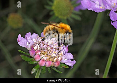 Carda comune bumblebee (Bombus pascuorum) queen alimentazione su Scabious (Scabiosa) fiore in giardino Cheshire, Inghilterra, Regno Unito. Settembre. Foto Stock