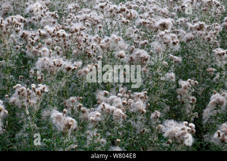 Creeping thistle (Cirsium arvense) teste di seme di spargimento del seme che cresce in campo Cheshire, Inghilterra, Regno Unito. Agosto. Foto Stock