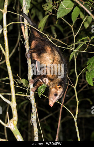 Opossum comune (Didelphis marsupialis) nella foresta pluviale di notte, Panguana Riserva, Huanuco provincia, bacino amazzonico, Perù. Foto Stock
