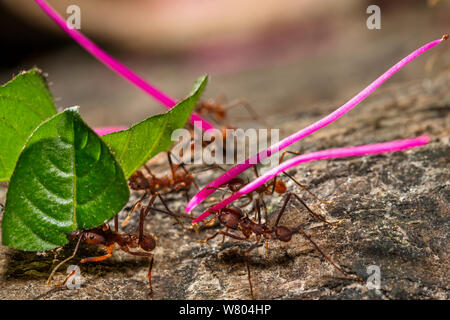 Leafcutter formiche (Atta cephalotes) che trasportano fiori e foglie, foresta pluviale, Panguana Riserva, Huanuco provincia, bacino amazzonico, Perù. Foto Stock