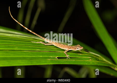 Lizard (Norops fuscoauratus) Panguana Riserva, Huanuco provincia, bacino amazzonico, Perù. Foto Stock