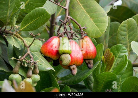 Anacardi apple (Excelsum occidentale) maturazione su albero con i dadi sulla parte inferiore del frutto, Perù. Foto Stock