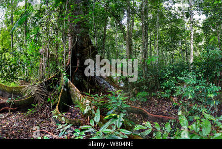 Albero della foresta pluviale con radici quadrate, nella foresta pluviale di pianura, Panguana Riserva, Huanuco provincia, bacino amazzonico, Perù. Foto Stock