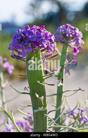 Stock del mare (Matthiola sinuata) fiore, Gaia Fiume Area di interesse naturalistico, Tarragona Catalogna. Maggio. Foto Stock