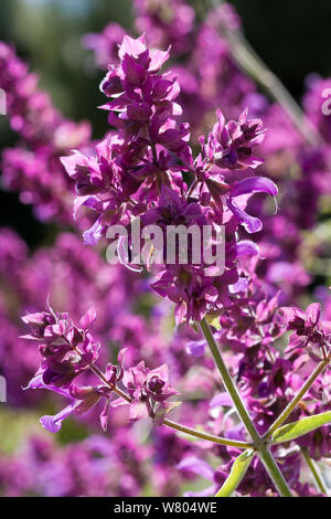Isola Canarie salvia (Salvia canariensis) fiori. Pianta coltivata originariamente dalle isole Canarie. Foto Stock