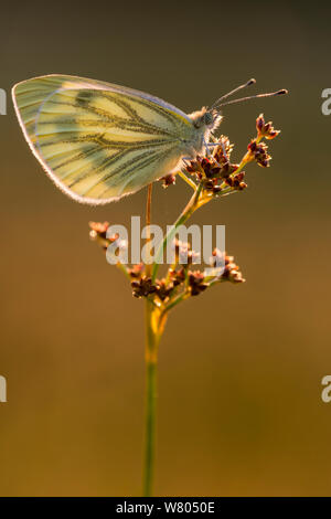 Verde-bianco venato butterfly (Artogeia / Sarcococca napi) in appoggio sul pettine in tarda serata luce, Volehouse Moor, Devon, Regno Unito. Luglio. Foto Stock