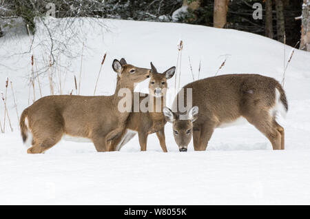 White-tailed deer (Odocoileus virginianus) femmine pascolando nella neve, Parco Nazionale di Acadia, Maine, Stati Uniti d'America. Febbraio. Foto Stock