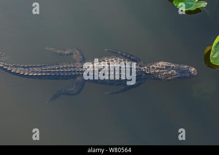 Il coccodrillo americano (Alligator mississippiensis) nuoto, visto dal di sopra, Everglades National Park, Florida, Stati Uniti d'America, Marzo. Foto Stock