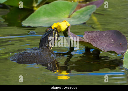 Florida cooter (Pseudemys concinna floridana) guardando Spatterdock ninfea (Nuphar advena), Everglades National Park, Florida, Stati Uniti d'America, Marzo. Foto Stock