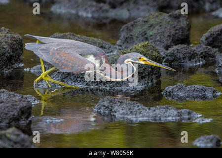Airone tricolore (Egretta tricolore) a piedi a bordo di acqua, Ding Darling National Wildlife Sanctuary, Florida, Stati Uniti d'America, Marzo. Foto Stock