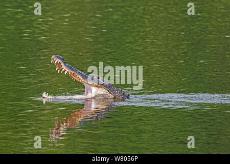 Il coccodrillo americano (Alligator mississippiensis) Nuoto con la bocca aperta a thermoregulate, Myakka River State Park, Florida, Stati Uniti d'America, Marzo. Foto Stock