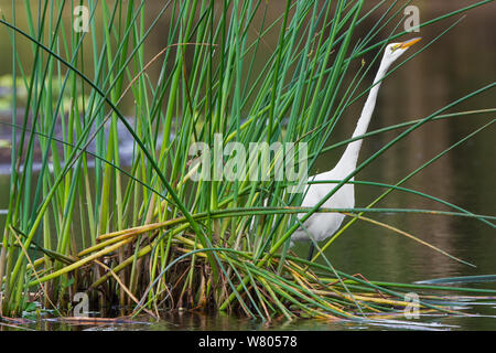 Airone bianco maggiore (Ardea alba) peering vegetazione rotondo, Myakka River State Park, Florida, Stati Uniti d'America, Marzo. Foto Stock