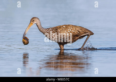 Limpkin (Aramus guarauna) con preda di lumaca, Myakka River State Park, Florida, Stati Uniti d'America, Marzo. Foto Stock