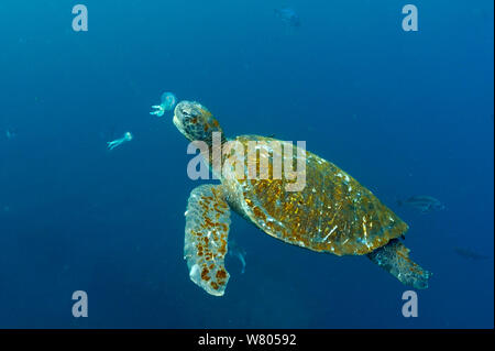 Le Galapagos tartaruga verde (Chelonia Mydas agassizi) mangia meduse Galápagos Foto Stock