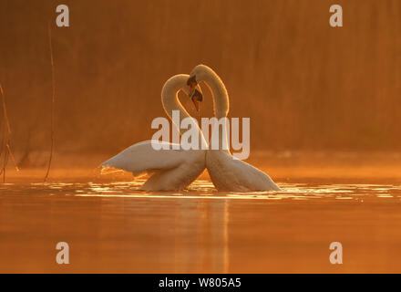 Cigno (Cygnus olor) il comportamento di corteggiamento, Wales, Regno Unito, Aprile. Foto Stock