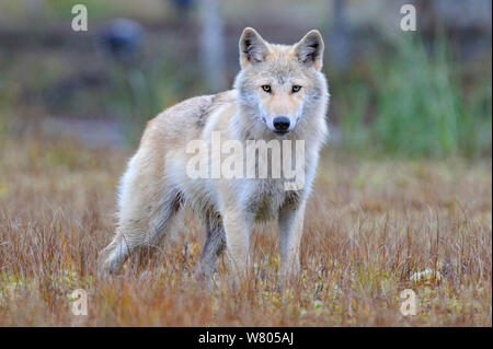 Lupo (Canis lupus lupus) Finlandia, settembre. Foto Stock