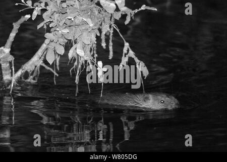 Giovani Eurasian castoro (Castor fiber) kit nuoto di notte. Kit selvatico nato a La lontra di fiume, durante il Devon Beaver Trial, gestito dal Devon Wildlife Trust. Devon, Regno Unito, Agosto 2015. Fotografato tramite infrarossi fotocamera. Foto Stock