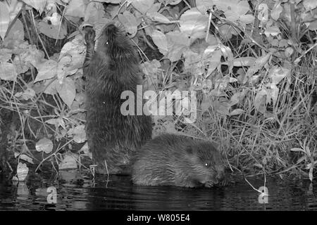 Due Eurasian castoro (Castor fiber) Alimentazione kit di notte, nato nel selvaggio sulla Lontra di fiume, parte di un progetto di rilascio gestito dal Devon Wildlife Trust, Devon, Inghilterra, Regno Unito, Agosto 2015. Foto Stock