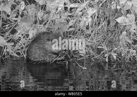 Eurasian castoro (Castor fiber) kit alimentazione su salice (Salix) di notte, nato nel selvaggio sulla Lontra di fiume, parte di un progetto di rilascio gestito dal Devon Wildlife Trust, Devon, Inghilterra, Regno Unito, Agosto 2015. Foto Stock