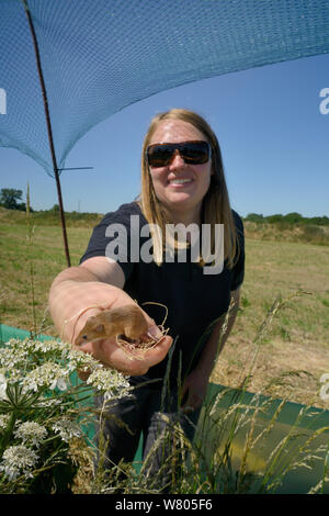 Emily Howard-Williams rilasciando un raccolto di topo (Micromys minutus) in un campo contenitore per studiare la dispersione e le tecniche di monitoraggio, Moulton, Northampton, Regno Unito, Giugno. Modello rilasciato. Foto Stock