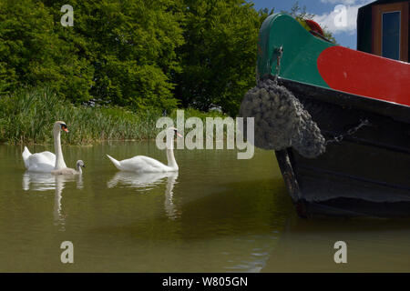 Cigno coppia (Cygnus olor) con un giovane cygnet nuoto passato una chiatta, Kennet and Avon canal, Caen Hill, Devizes, Wiltshire, Regno Unito, Giugno. Foto Stock