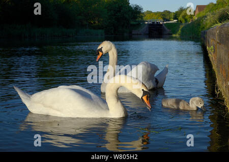 Cigno coppia (Cygnus olor) con un giovane cygnet rovistando, Kennet and Avon canal, Caen Hill, Devizes, Wiltshire, Regno Unito, Giugno. Foto Stock