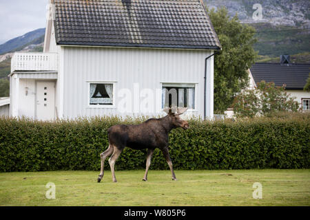 Alci europea (Alces alces) bull oltrepassando case, Nordland, Norvegia. Luglio. Foto Stock