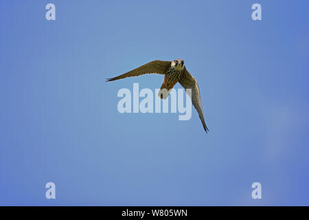Hobby (Falco Subbuteo®) in volo, Suffolk, Inghilterra, Regno Unito, maggio. Foto Stock