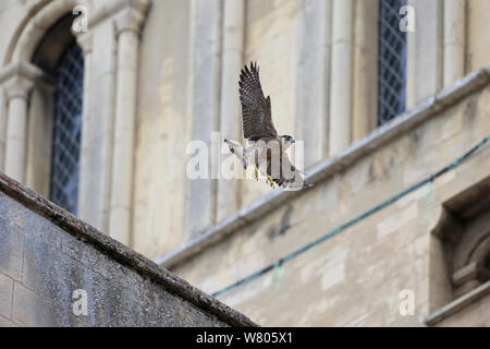 Falco pellegrino (Falco peregrinus) in volo, Norwich Cathedral, Norfolk, Inghilterra, Regno Unito, Giugno. Foto Stock