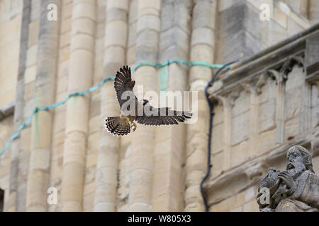 Falco pellegrino (Falco peregrinus) in atterraggio sulla statua, Norwich Cathedral, Norfolk, Inghilterra, Regno Unito, Giugno. Foto Stock