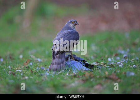 Sparviero (Accipiter nisus) con stock di colomba (Columba oenas) preda, Norfolk, Inghilterra, Regno Unito, Aprile. Foto Stock