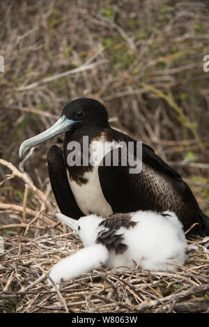 Magnifica frigatebird (Fregata magnificens) femmina e pulcino, Galapagos. Foto Stock