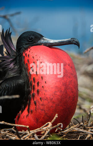 Magnifica frigatebird (Fregata magnificens) maschio con sacchetto gonfiato. Galapagos. Foto Stock