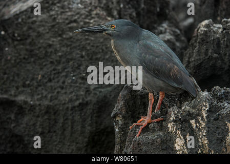 Airone di lava (Butorides sundevalli) appollaiato sulla roccia vulcanica. Galapagos. Endemica. Foto Stock