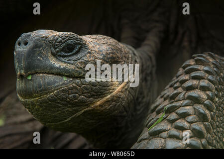 Le Galapagos La tartaruga gigante (Chelonoidis nigra) ritratto, Isola di Santa Cruz. Galapagos. Specie endemiche. Foto Stock