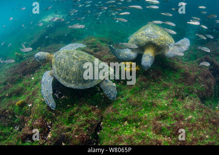 Le Galapagos tartarughe marine verdi (Chelonia Mydas agassizi) due sott'acqua. Galapagos. Foto Stock