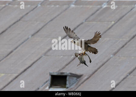 Falco pellegrino (Falco peregrinus) in volo con la preda, Norwich Cathedral, Norfolk, Inghilterra, Gran Bretagna, UK, Giugno. Foto Stock