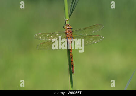 Green-eyed hawker (Aeshna isoceles) Norfolk, Inghilterra, Regno Unito, Giugno. Foto Stock