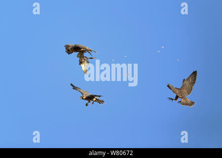 Falco pellegrino (Falco peregrinus) esecuzione di cibo pas in volo, Norwich Cathedral, Norfolk, Inghilterra, Regno Unito, Giugno. Foto Stock