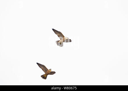 Falco pellegrino (Falco peregrinus) due battenti su Norwich Cathedral, Norfolk, Inghilterra, Regno Unito, Giugno. Foto Stock