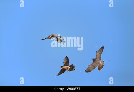 Falco pellegrino (Falco peregrinus) esecuzione di cibo pas in volo, Norwich Cathedral, Norfolk, Inghilterra, Regno Unito, Giugno. Foto Stock