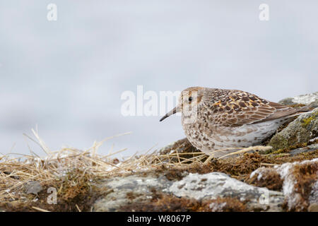 Purple sandpiper (Calidris maritima) di appoggio, Oppland, Norvegia, Giugno. Foto Stock