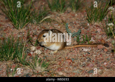 Il mongolo gerbillo (Meriones unguiculatus) nel suo habitat naturale, il nord del deserto dei Gobi, Mongolia, Agosto. Questa specie è comunemente tenuto come un animale domestico. Foto Stock