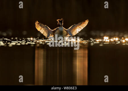 Svasso maggiore (Podiceps cristatus cristatus) proteso nel lago, all'alba, Cardiff, Regno Unito, Marzo. Foto Stock