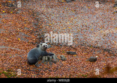 Orso europeo (Ursus arctos arctos) nella radura, Masun foresta verde, Carso, Slovenia, ottobre 2014. Foto Stock